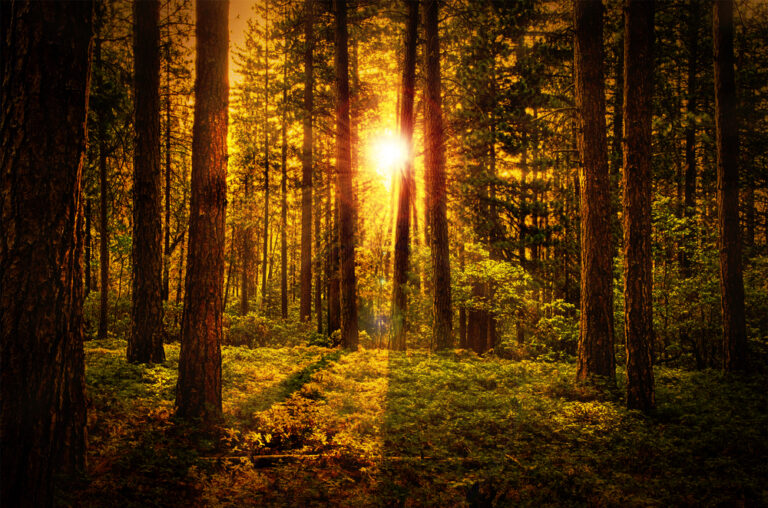 Beautiful,Natural,Forest,Dawn,Background